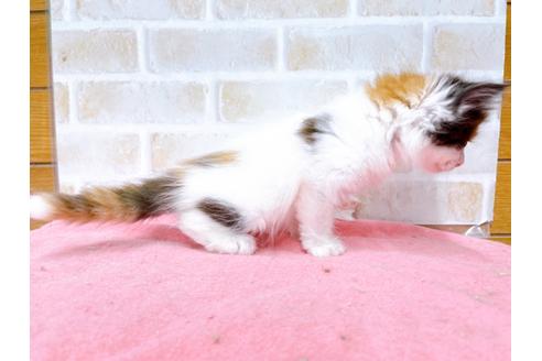 成約済の東京都のマンチカン-31428の3枚目