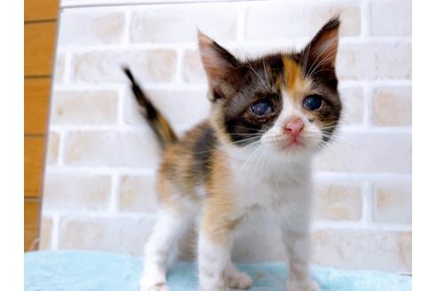 成約済の東京都のマンチカン-31428の5枚目