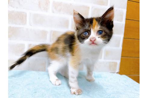 成約済の東京都のマンチカン-31428の1枚目