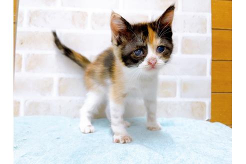 成約済の東京都のマンチカン-31428の2枚目