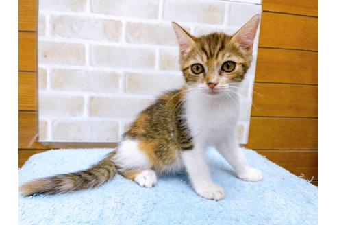 成約済の東京都のマンチカン-31429の1枚目