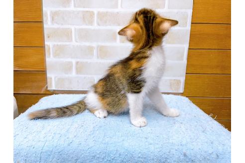 成約済の東京都のマンチカン-31429の6枚目