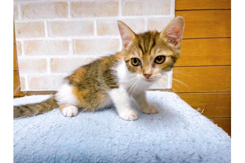 成約済の東京都のマンチカン-31429の2枚目