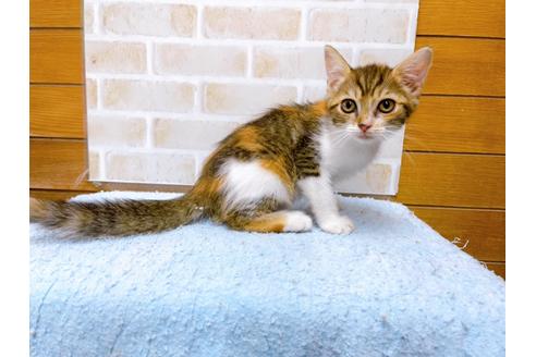 成約済の東京都のマンチカン-31429の4枚目