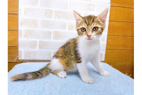 成約済の東京都のマンチカン-31429の5枚目