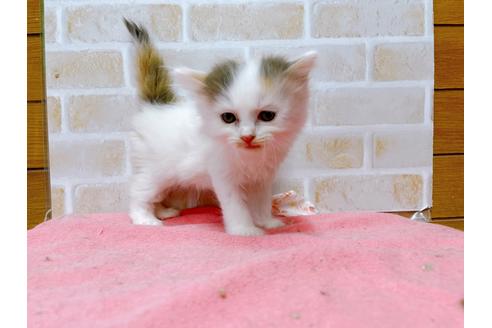 成約済の東京都のサイベリアン-32108の16枚目