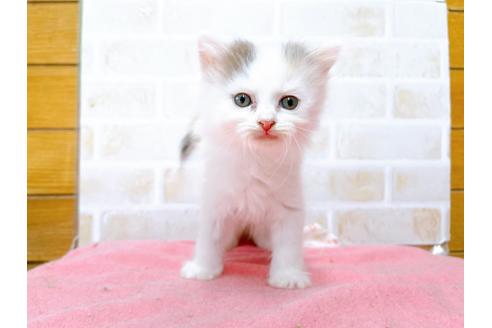 成約済の東京都のサイベリアン-32108の13枚目