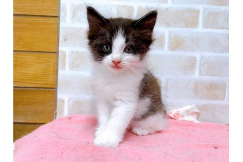 成約済の東京都のサイベリアン-32109