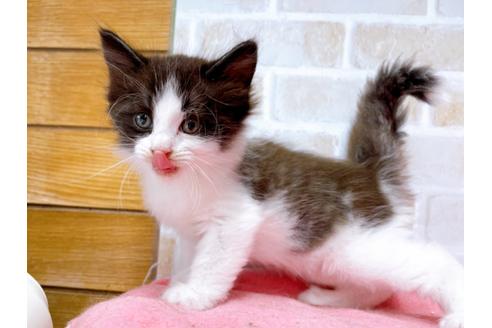 成約済の東京都のサイベリアン-32109の5枚目