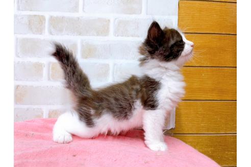 成約済の東京都のサイベリアン-32109の6枚目