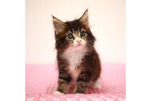 成約済の福岡県のメインクーン-31459の9枚目