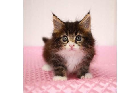 成約済の福岡県のメインクーン-31459の8枚目