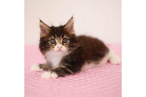 成約済の福岡県のメインクーン-31459の7枚目