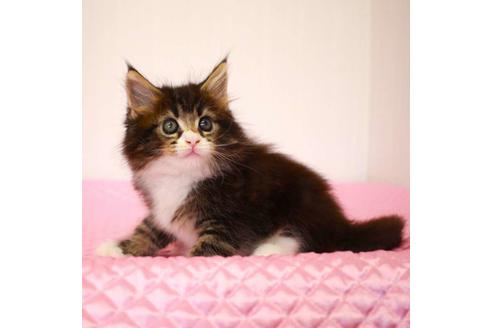 成約済の福岡県のメインクーン-31459の6枚目