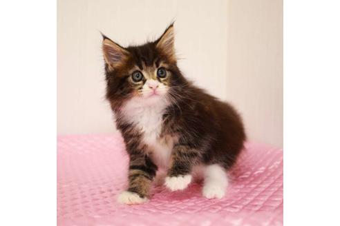 成約済の福岡県のメインクーン-31459の5枚目