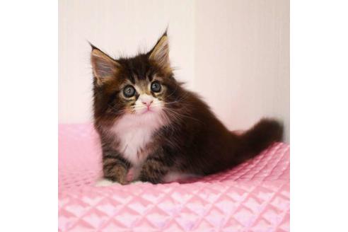 成約済の福岡県のメインクーン-31459の4枚目