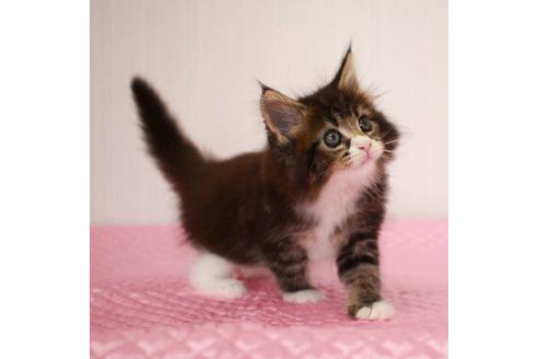 成約済の福岡県のメインクーン-31459の3枚目