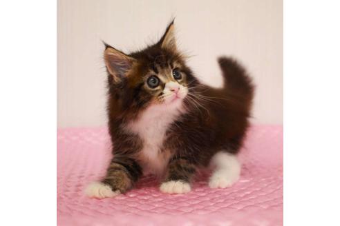 成約済の福岡県のメインクーン-31459の2枚目