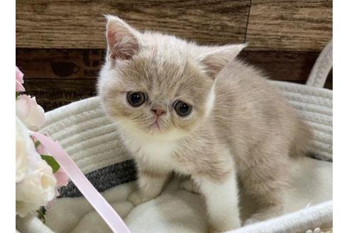 成約済の山梨県のエキゾチックショートヘア-31519の4枚目