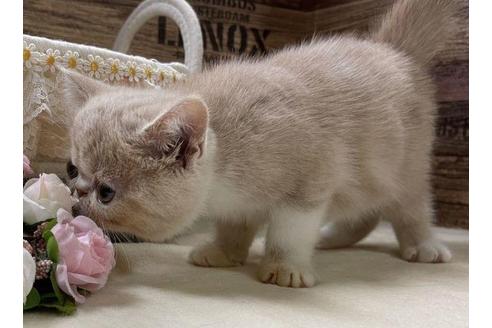 成約済の山梨県のエキゾチックショートヘア-31519の5枚目