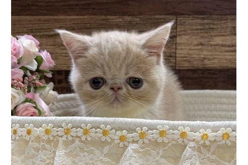 成約済の山梨県のエキゾチックショートヘア-31519の3枚目