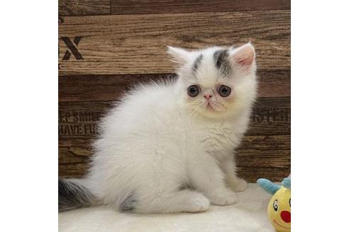 成約済の山梨県のエキゾチックショートヘア-31521の5枚目