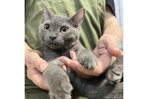 成約済の静岡県のシャルトリュー-31564