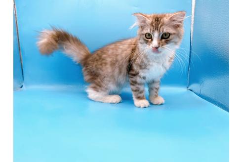 成約済の東京都のスコティッシュフォールド-27607の2枚目