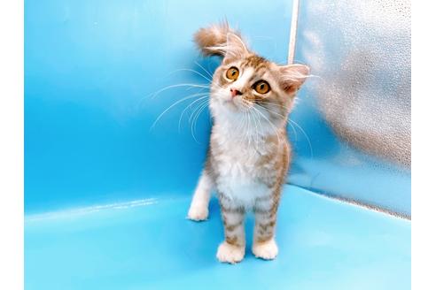 成約済の東京都のスコティッシュフォールド-27607の1枚目