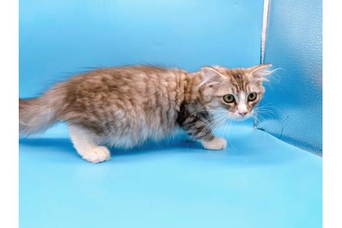 成約済の東京都のスコティッシュフォールド-27607の3枚目