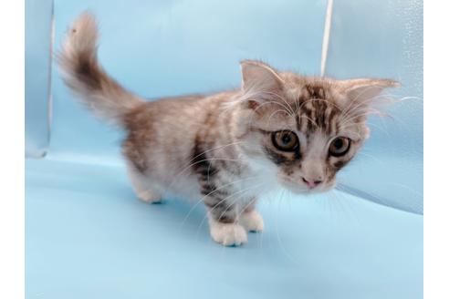 成約済の東京都のスコティッシュフォールド-27607の4枚目