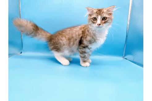 成約済の東京都のスコティッシュフォールド-27607の6枚目