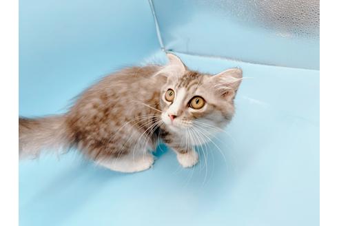 成約済の東京都のスコティッシュフォールド-27607の7枚目