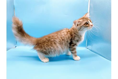 成約済の東京都のスコティッシュフォールド-27607の9枚目