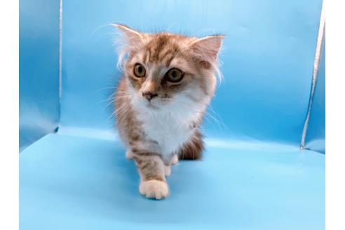 成約済の東京都のスコティッシュフォールド-27606の7枚目