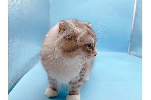 成約済の東京都のスコティッシュフォールド-27606の6枚目