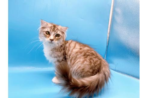 成約済の東京都のスコティッシュフォールド-27606の5枚目