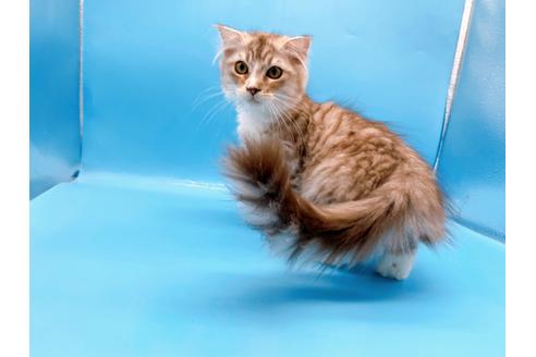 成約済の東京都のスコティッシュフォールド-27606の1枚目