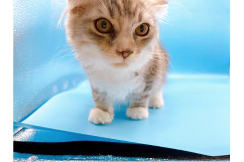 成約済の東京都のスコティッシュフォールド-27606の4枚目