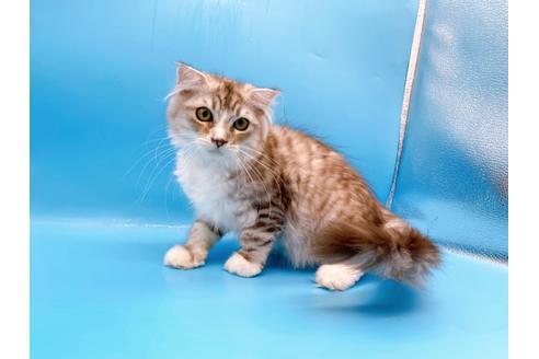 成約済の東京都のスコティッシュフォールド-27606の3枚目