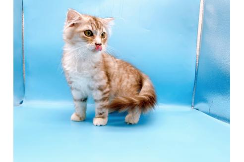 成約済の東京都のスコティッシュフォールド-27606の2枚目