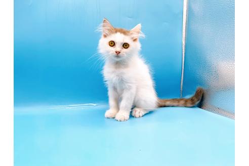 成約済の東京都のサイベリアン-28255の1枚目