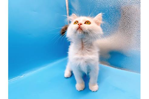 成約済の東京都のサイベリアン-28255の2枚目