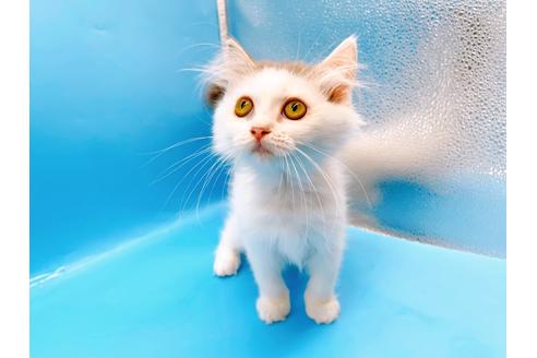 成約済の東京都のサイベリアン-28255の3枚目