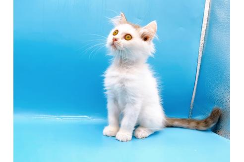 成約済の東京都のサイベリアン-28255の4枚目