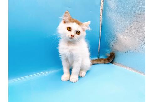 成約済の東京都のサイベリアン-28255の5枚目