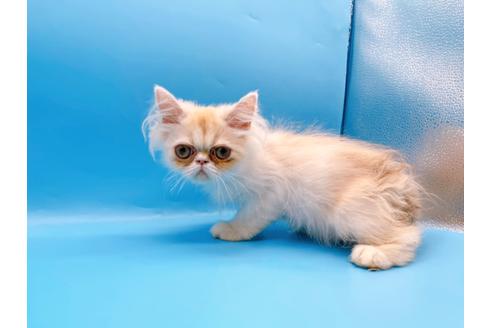 成約済の東京都のエキゾチックロングヘア-28833の11枚目