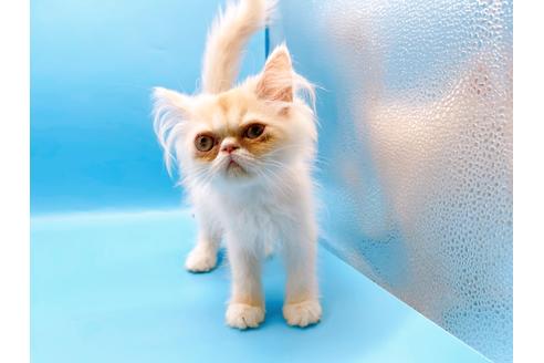 成約済の東京都のエキゾチックロングヘア-28833の14枚目