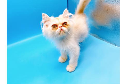 成約済の東京都のエキゾチックロングヘア-28833の15枚目