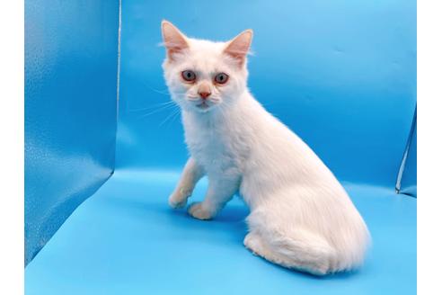 成約済の東京都のサイベリアン-27266の3枚目